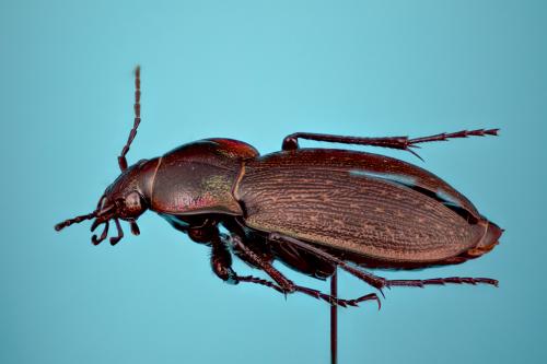 Carabus monilis